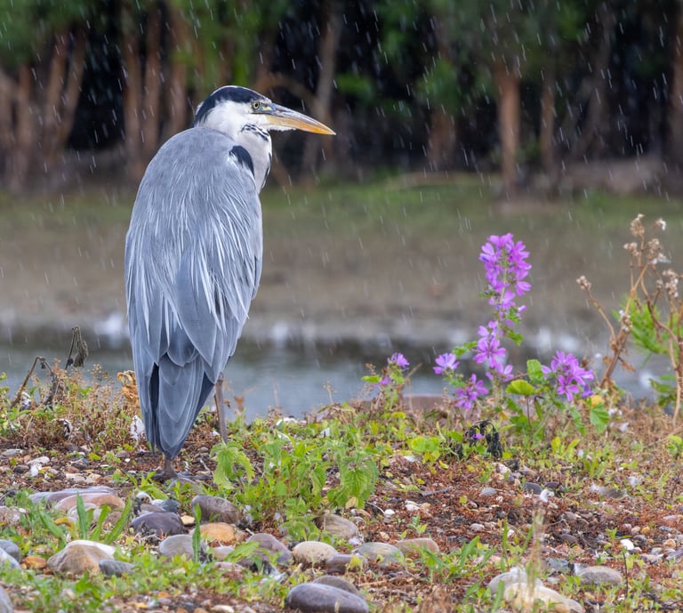 Grey Heron, London Wetland Centre
