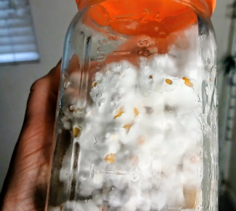Mushroom grain jar colonizing uneven from being shakin too late