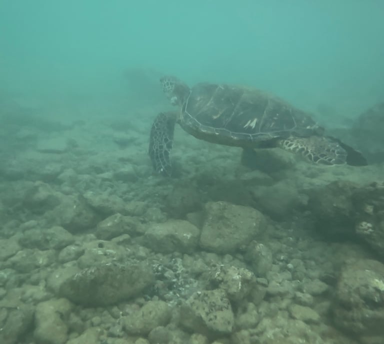 turtle in popular snorkeling spots kauai poipu