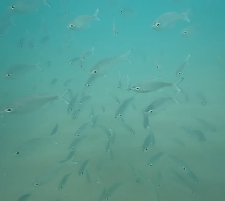 snorkeling lydgate beach park kauai