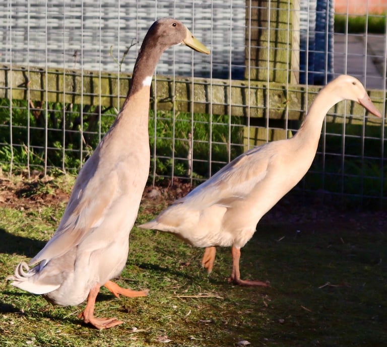 Pure Breed Indian Runner Ducks