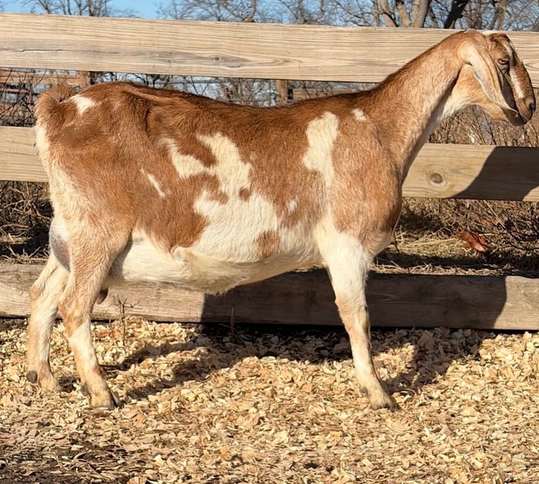 brown and white goat standing against a fence 