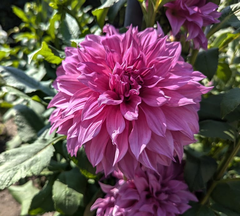 Enorme fleur de Dahlia décoratif rose