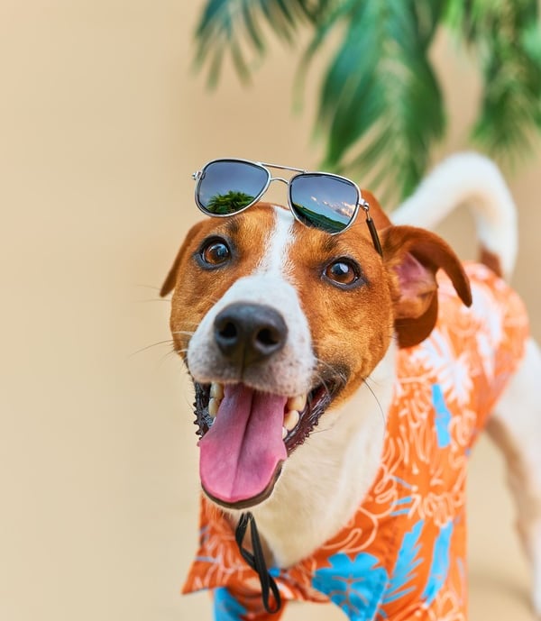 perro con camisa naranja y lentes de sol