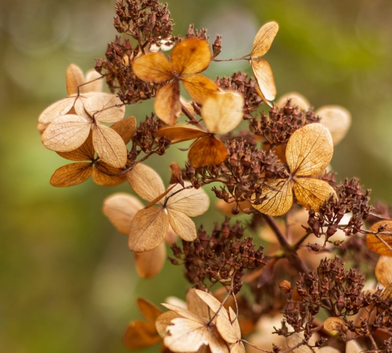 winter silhouette Hydrangea paniculata, bruin tinten