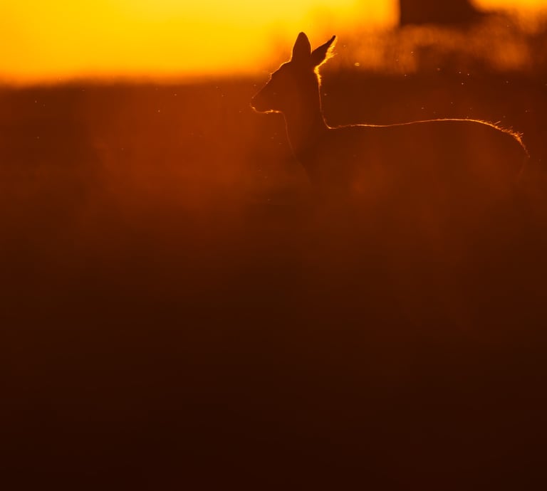 Conférence regarder le vivant