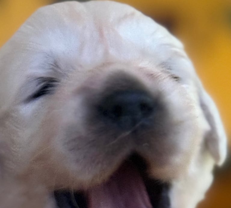 Time for Blue Puppy to wake up for worming treatment, weighing and some playing