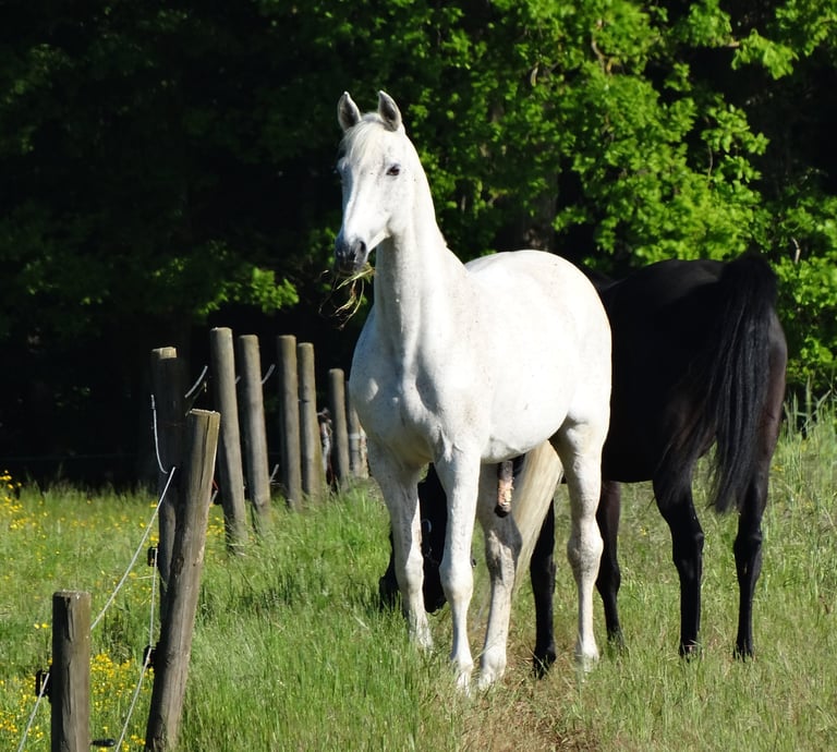 Beau cheval blanc regardant attentivement vers nous