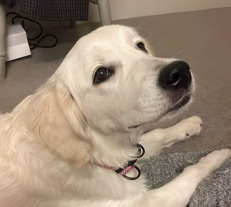 Sabrina's beautiful Golden retriever girl