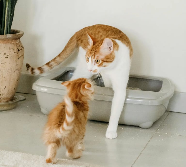 les chats d'une cliente entretien de litière bac classique à Paris