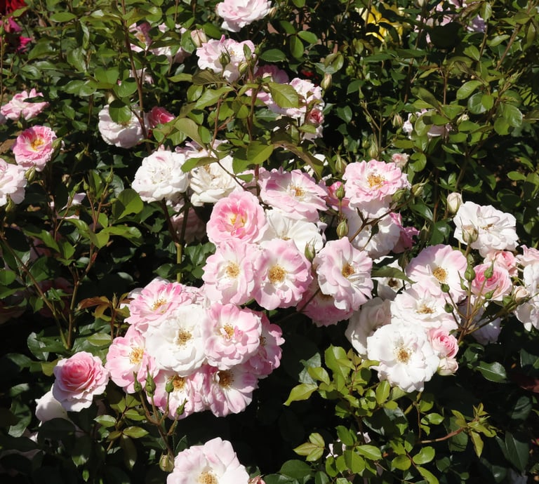 Clusters of light pink and white roses blooming in a lush garden bush with green leaves.