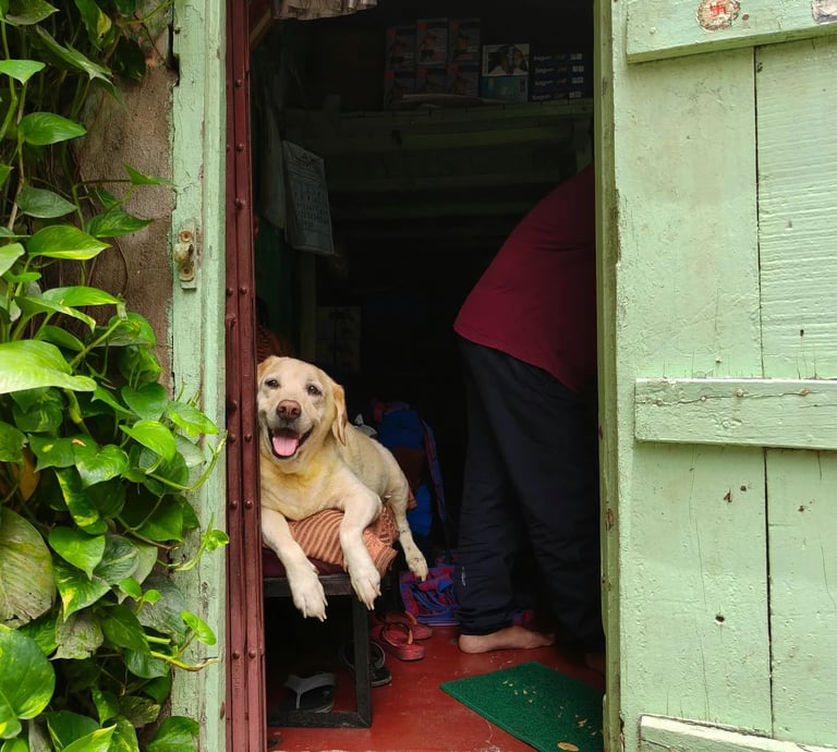 Chien dans l'abri de jardin, content de profiter d'un moment de complicité avec son maître.
