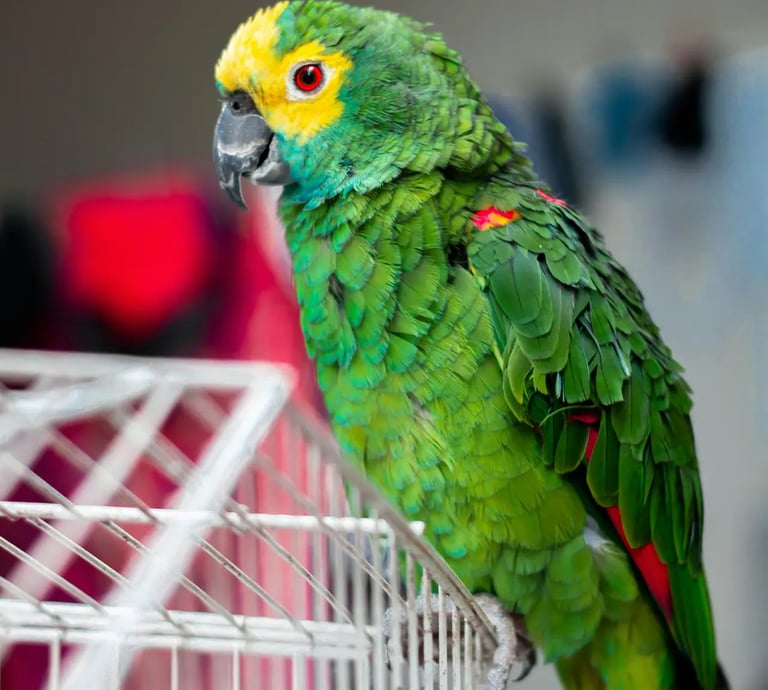 perroquet d'un client sur sa volière propre entretenue par La Vie Sans Crotte