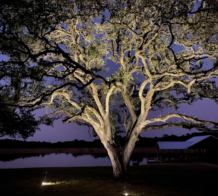 a tree with a light on it