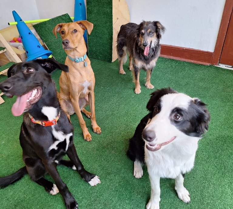 Grupo de guarderia canina