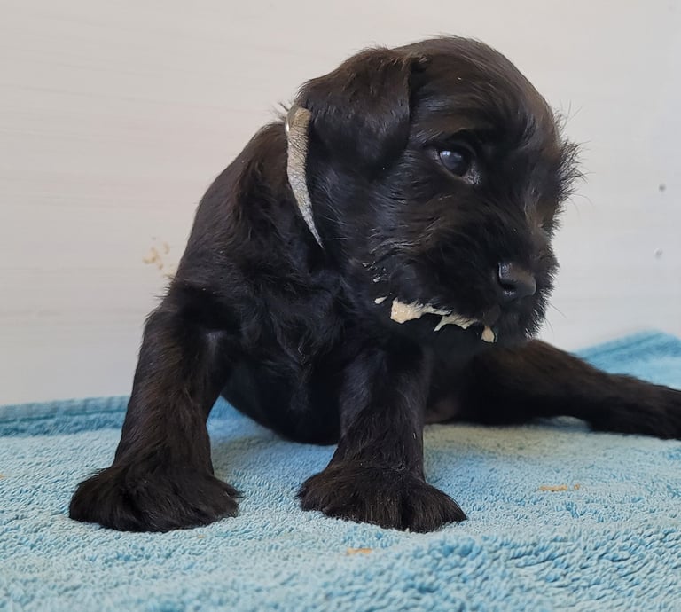 Gris des Diamants Noirs d'Also