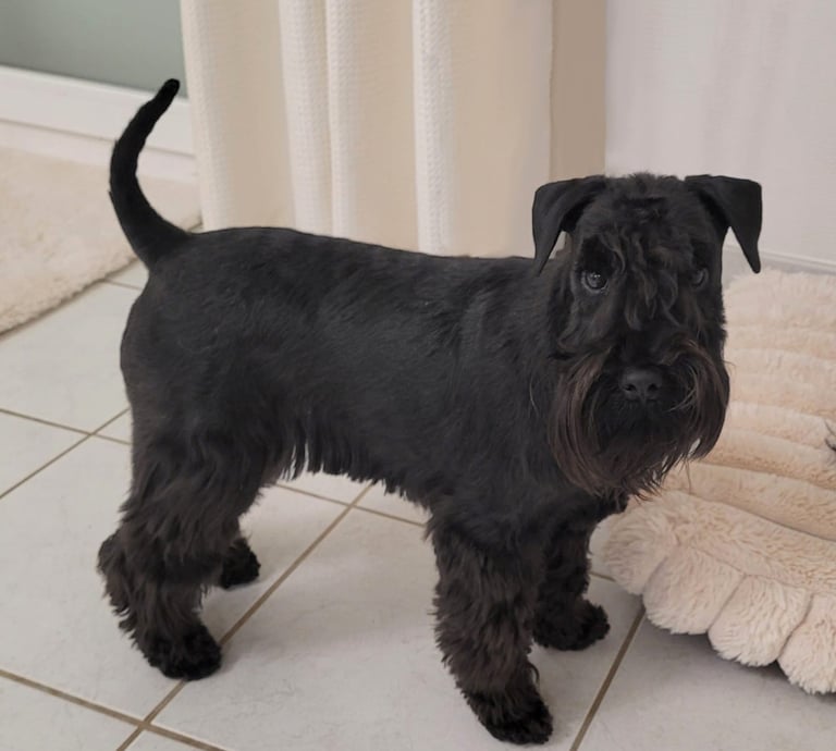 Femelle Schnauzer nain noire