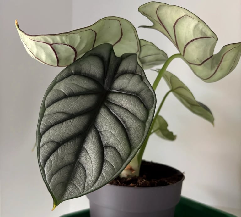 alocasia salvata