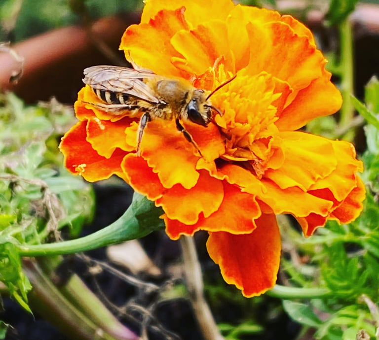 Biodiversité et permaculture balcons fleuris