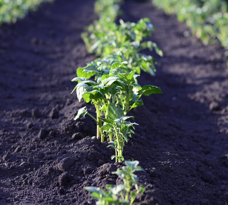 Picroc Organic Compost