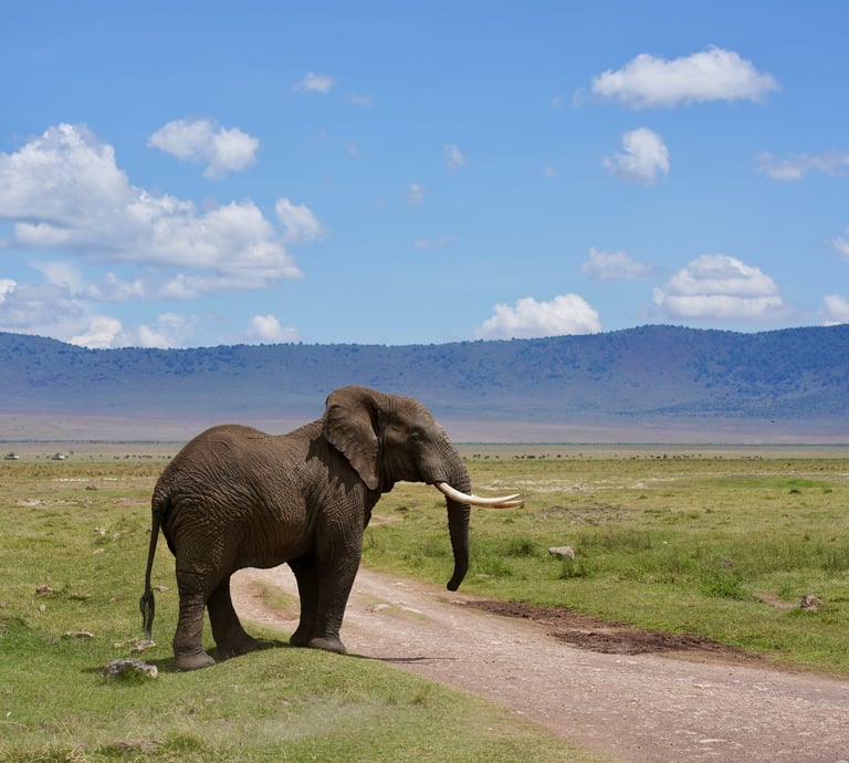 a large elephant walking down Ngorongoro Crater