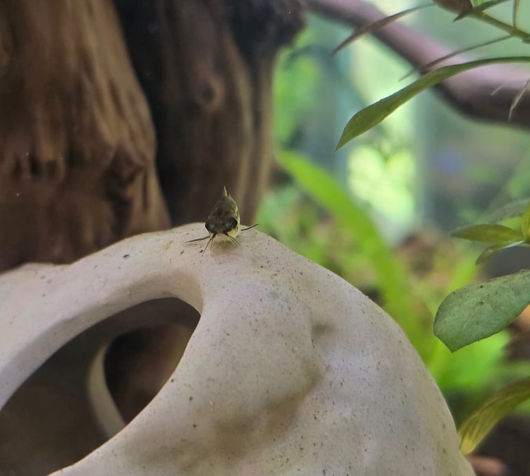 Beginner fishkeeping hobby photo of a Corydoras in an aquarium.