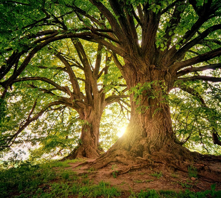 large trees with sunlight coming through branches