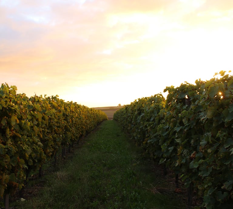 Coucher de soleil sur vigne 