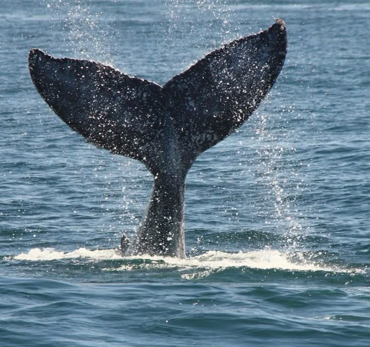 a whale tail fluffle whale tail fluffle tail fin fin fin fin