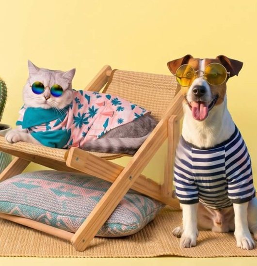 Perro y gato divertidos con gafas de sol y ropa de verano en una silla de playa.
