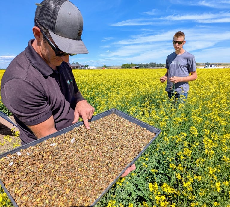 Farmers inspect cutter bee larvae in a blooming yellow canola field under a clear blue sky.