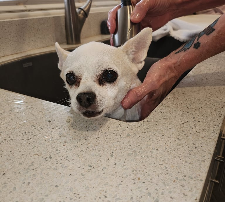 My beloved Trude being bathed.