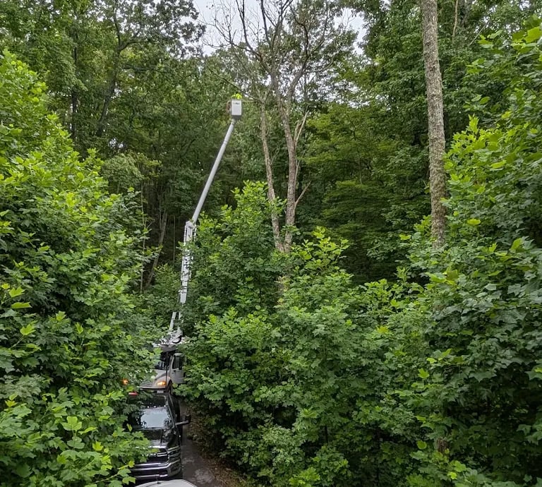 emergency tree service