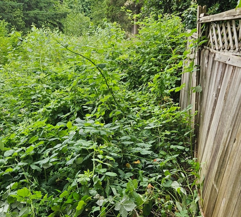 a wooden fence with blackberries growing over it.