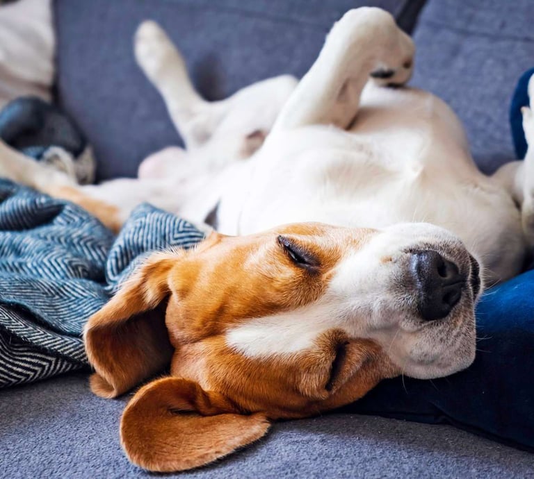 DOGGIEbackpackers dog boarding and sitting in Inner North Brisbane