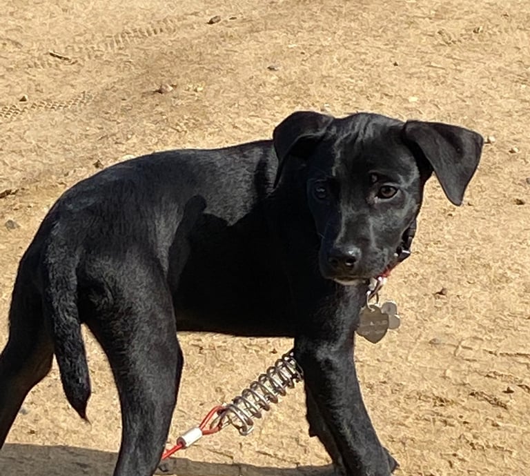 Lark Masters' dog Zeke, a black dog with a white star patch, at the beach in San Diego