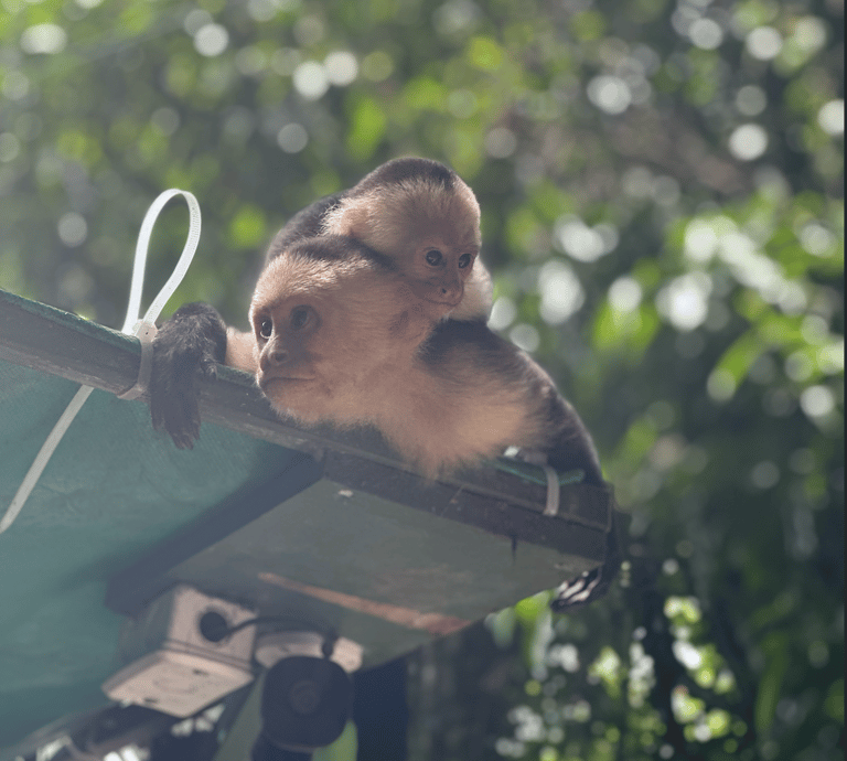 White Face Monkeys, Costa Rica Animals, Manuel Antonio State Park