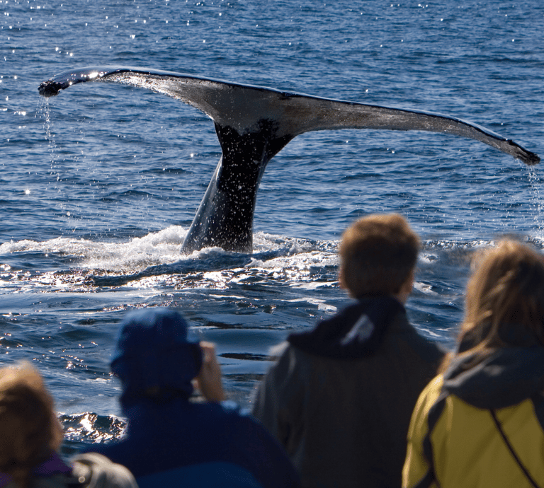 Newfoundland and Labrador is one of the most spectacular whale watching places on Earth.