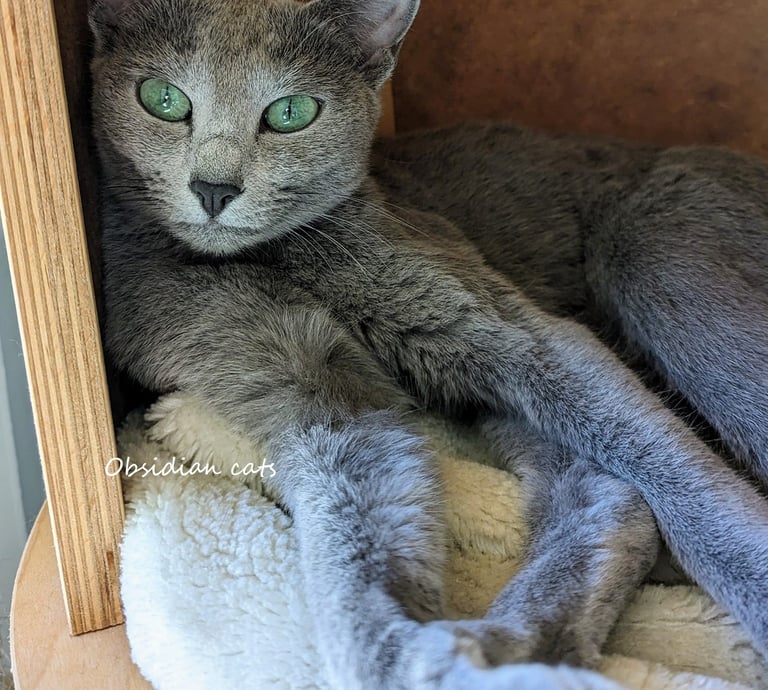A Russian Blue cat with striking green eyes obsidian cats cattery france provence