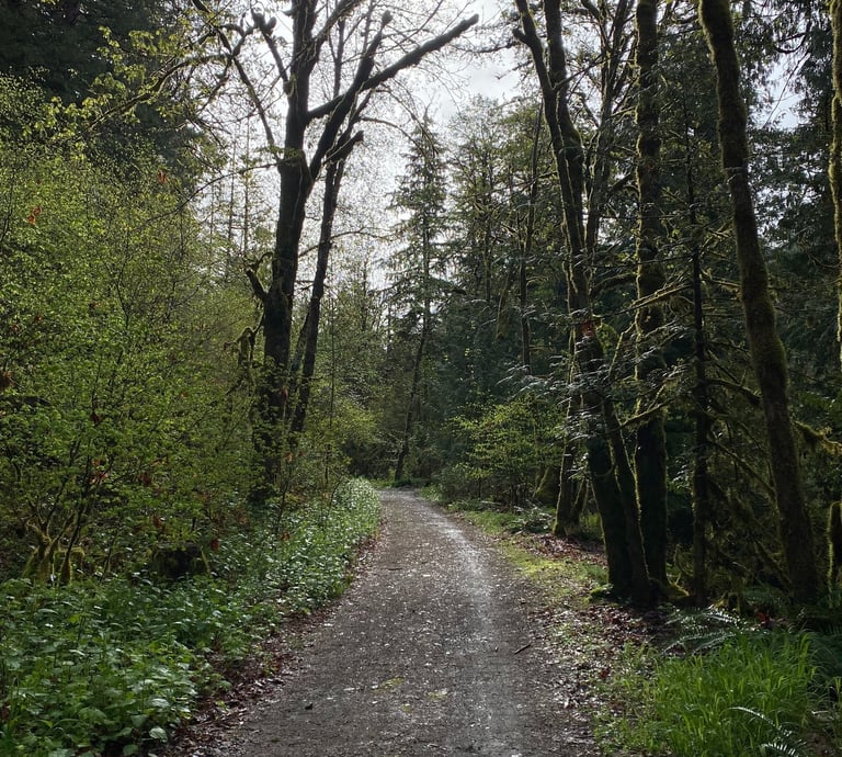 Revelstoke National Park Tree Service