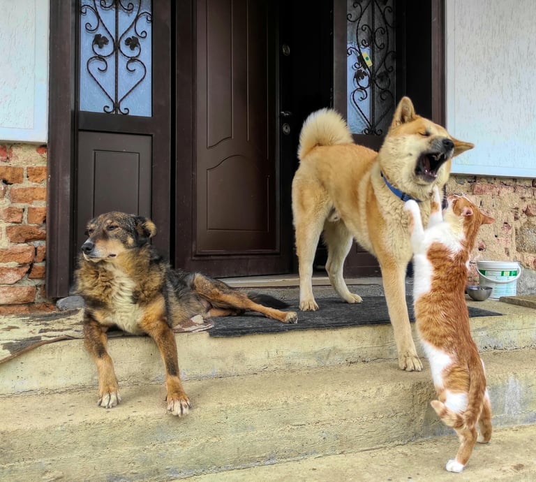 Two dogs and cat sitting on front porch