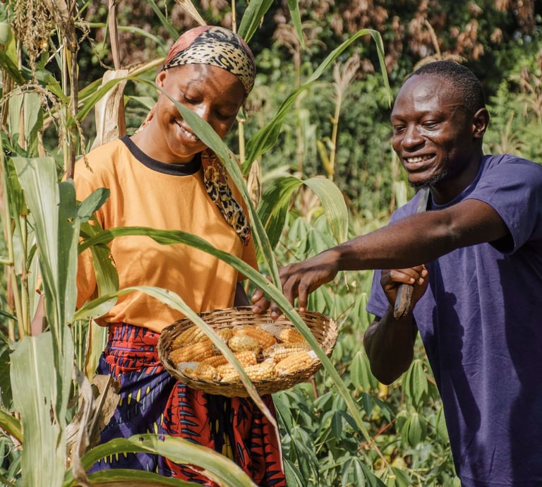 Homme et femme dans un champ de maïs en Afrique utilisant des engrais naturels