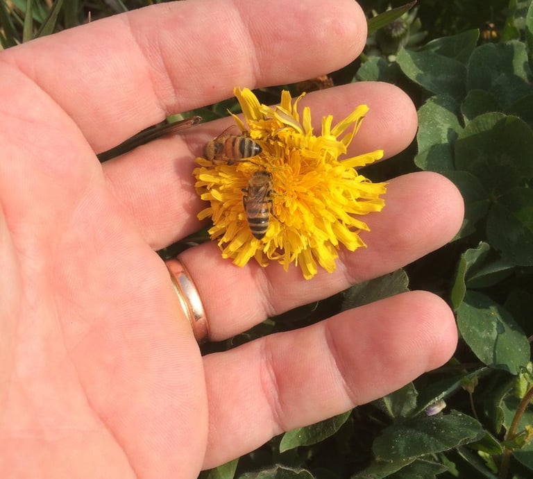 mano che tiene un fiore di tarassaco con sopra appoggiate due api intente a raccogliere il nettare.