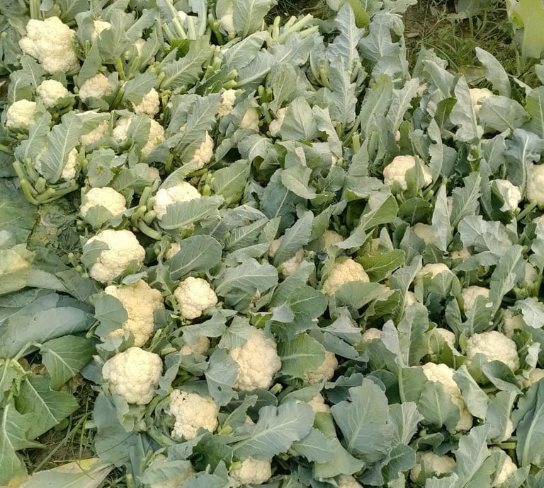 Fresh white cauliflower heads growing in a lush green vegetable garden field.