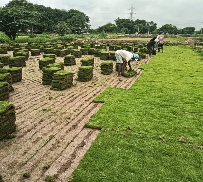 Lawn Grass Suppliers Hyderabad