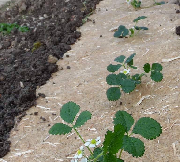 plantation fraisier sur paillage chanvre Grow Win