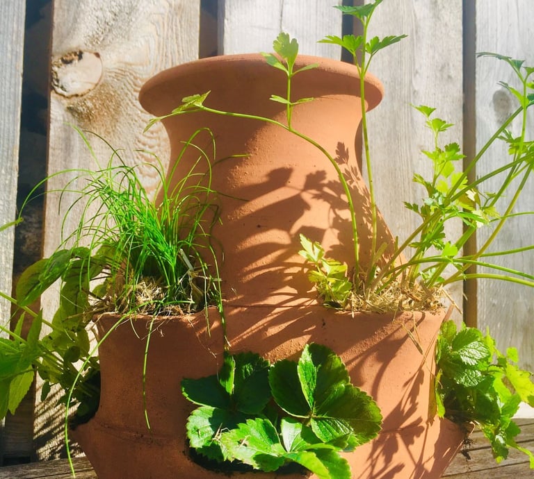 pot terre cuite pour fraisier 