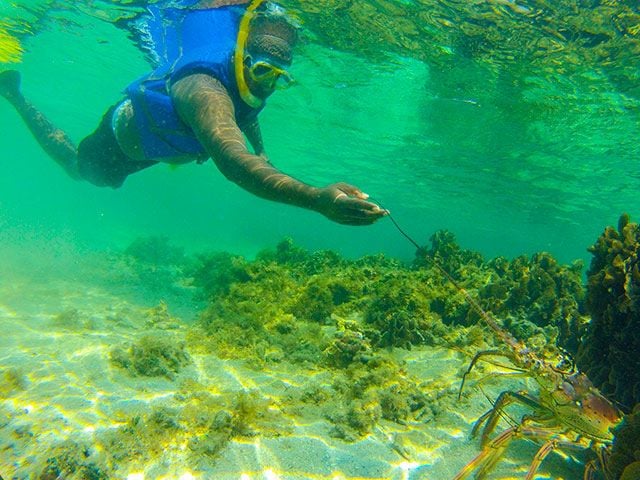 Roatan Snorkeling