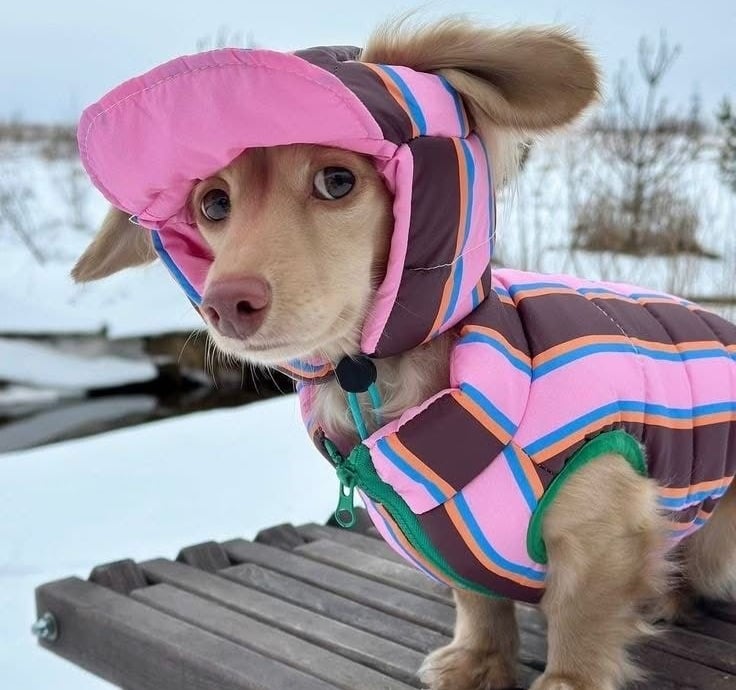 cachorro de perro salchicha con colorido chaleco de invierno a rayas rosas,marrones y gorro de nieve