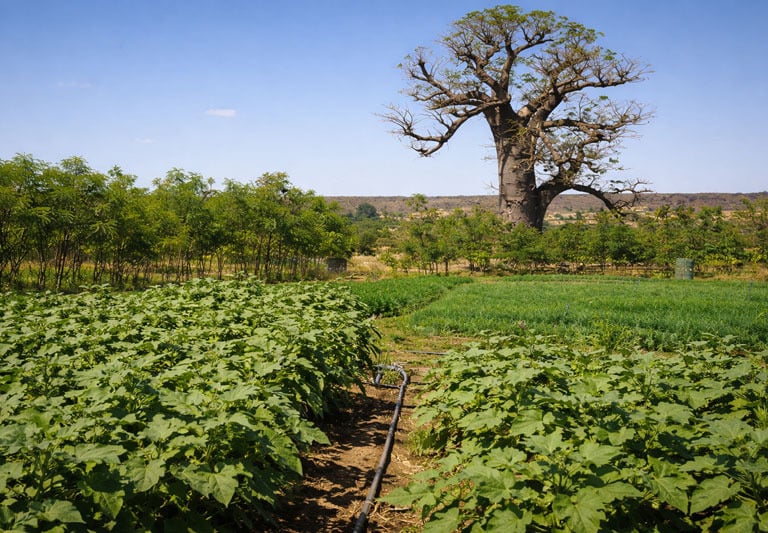 organic field with a baobab in the background